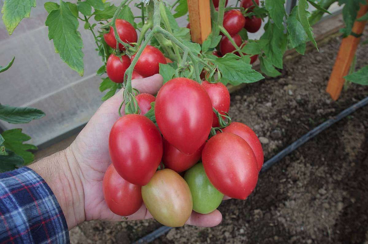 томат Лапочка F1